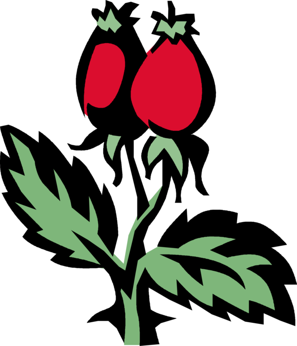 Vector Illustration of Botanical Horticulture Plant Rosehips or Rose Haw Fruit of Rose Plant