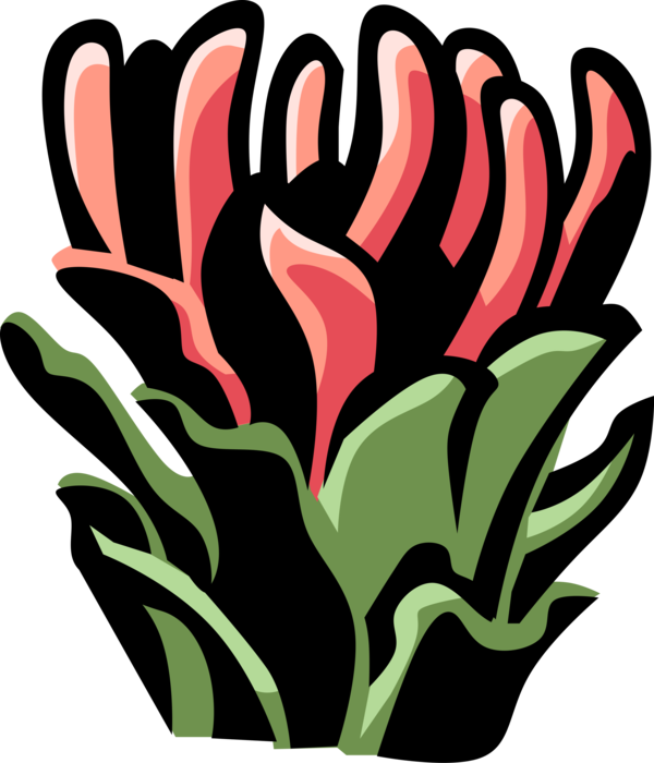 Vector Illustration of Protea Botanical Horticulture Flowering Plant