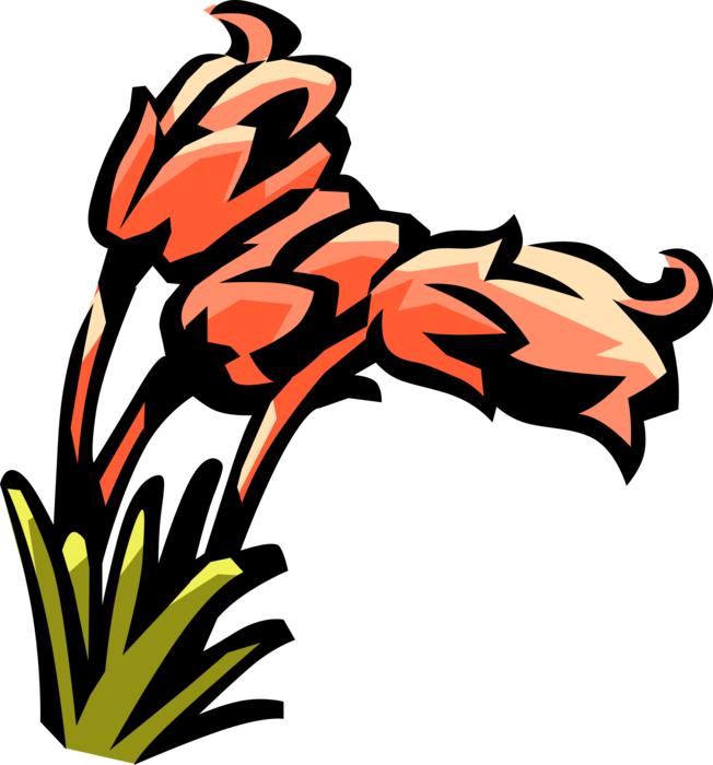 Vector Illustration of Heather Botanical Horticulture Perennial Flowering Ornamental Garden Plant