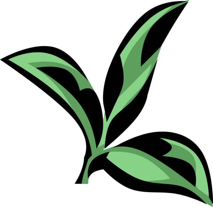 Vector Illustration of Cyrilla Botanical Horticulture Flowering Plant