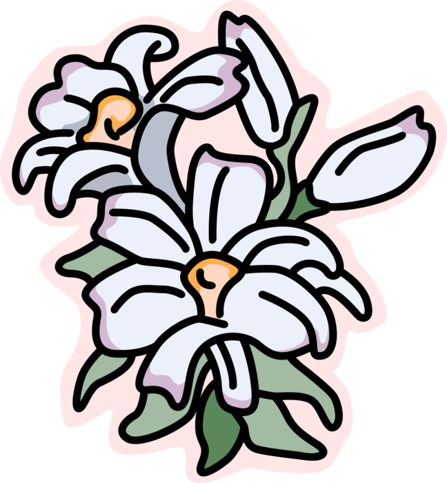 Vector Illustration of Garden Flower White Lilies