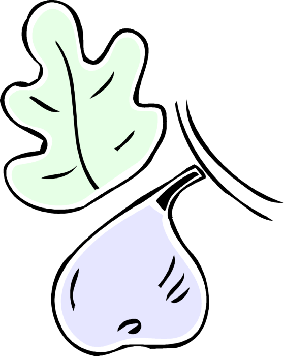 Vector Illustration of Common Fig Fruit