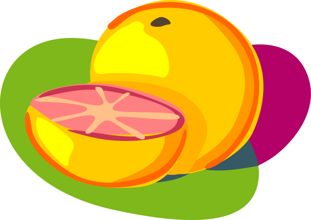 Vector Illustration of Sliced Pink Grapefruit Citrus Fruit