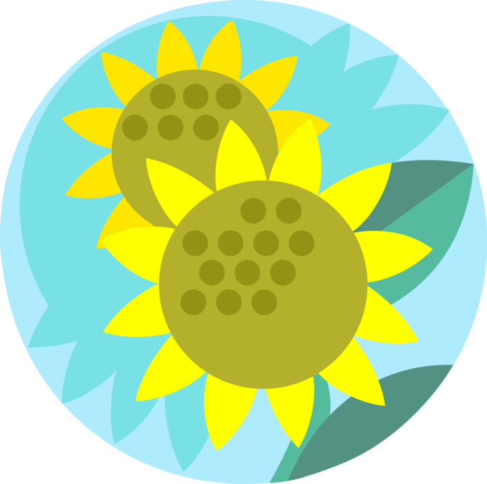 Vector Illustration of Sunflower Flowers in Garden