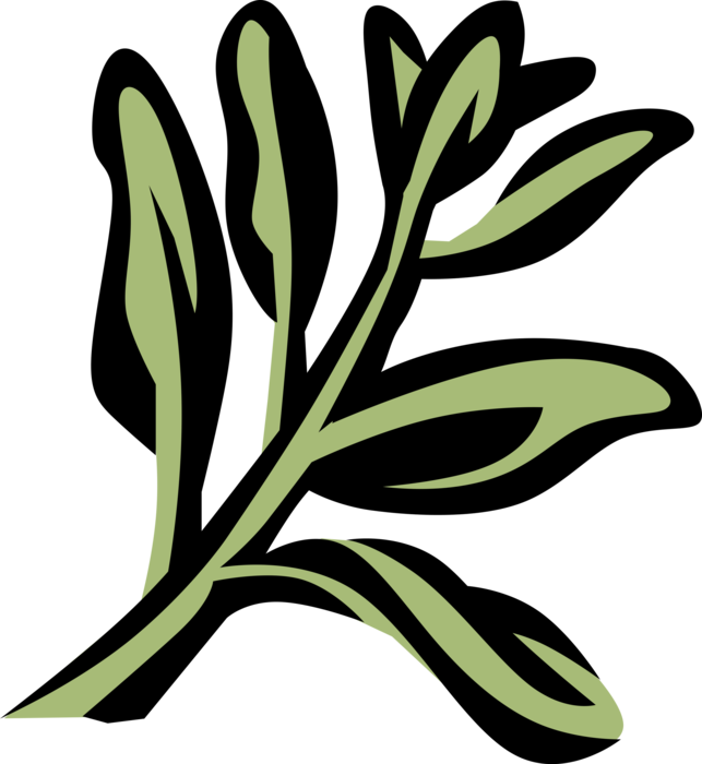 Vector Illustration of Verbena Botanical Perennial Herbaceous Herb Flowering Plant