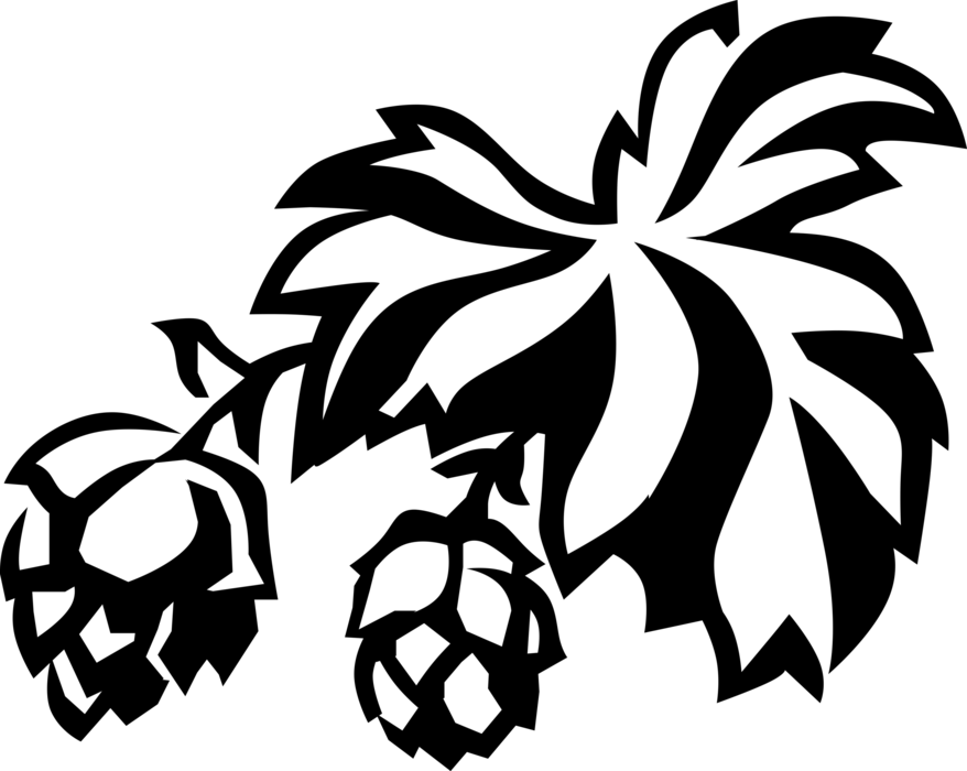 Vector Illustration of Hops Flowers used as Flavoring and Stability Agent in Beer