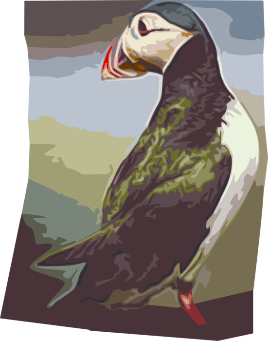 Vector Illustration of Icelandic Pelagic Seabird Puffin Bird