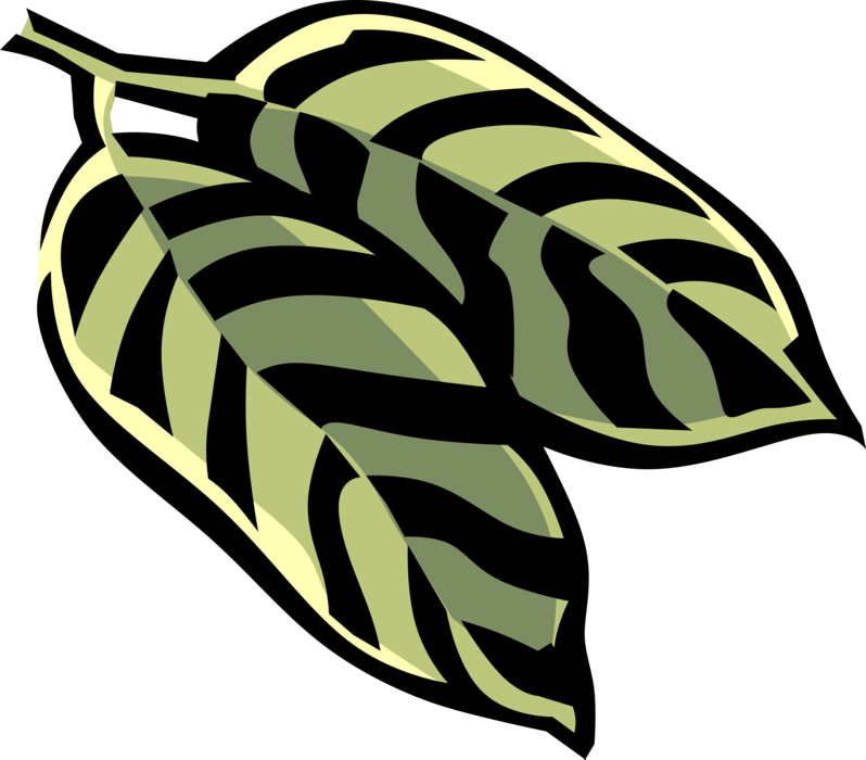 Vector Illustration of Buckhorn Leaf English Plantain Botanical Horticulture Flowering Plant