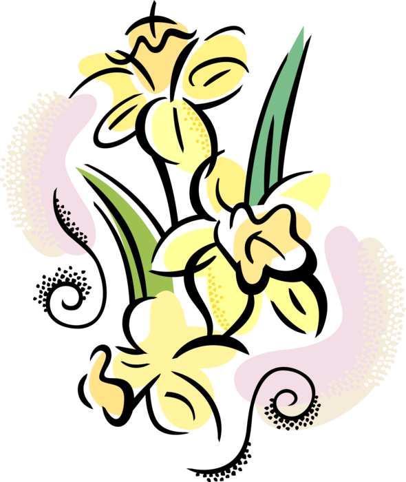 Vector Illustration of Daffodil Spring Perennial Botanical Horticulture Flowering Plant