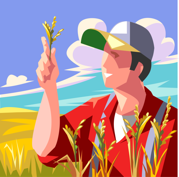 Vector Illustration of Farmer in Grainfield Inspects Wheat Grain Crop Before Harvest