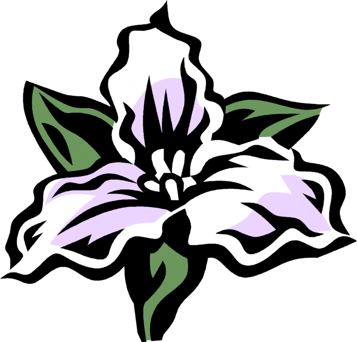 Vector Illustration of Trillium Botanical Horticulture Plant Flower Blossom