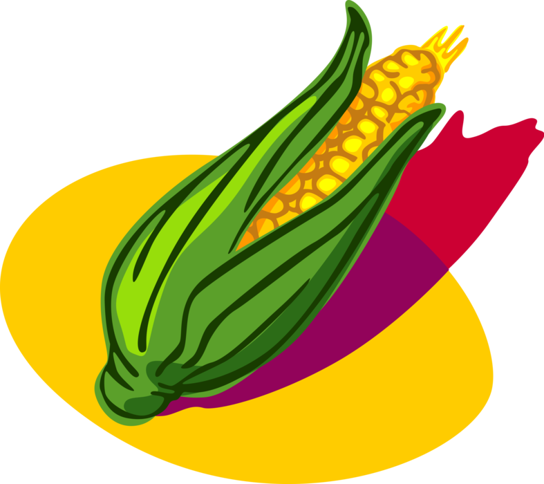 Vector Illustration of Corn on the Cob or Husk