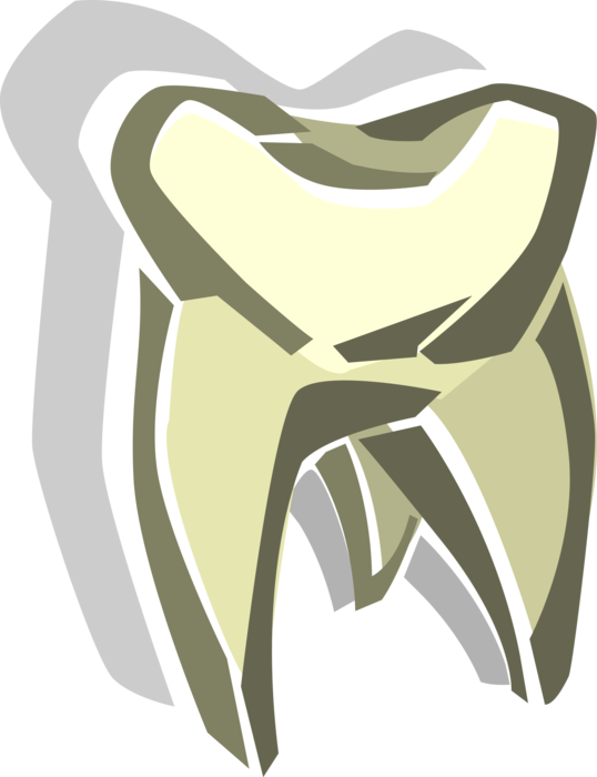 Vector Illustration of Human Tooth