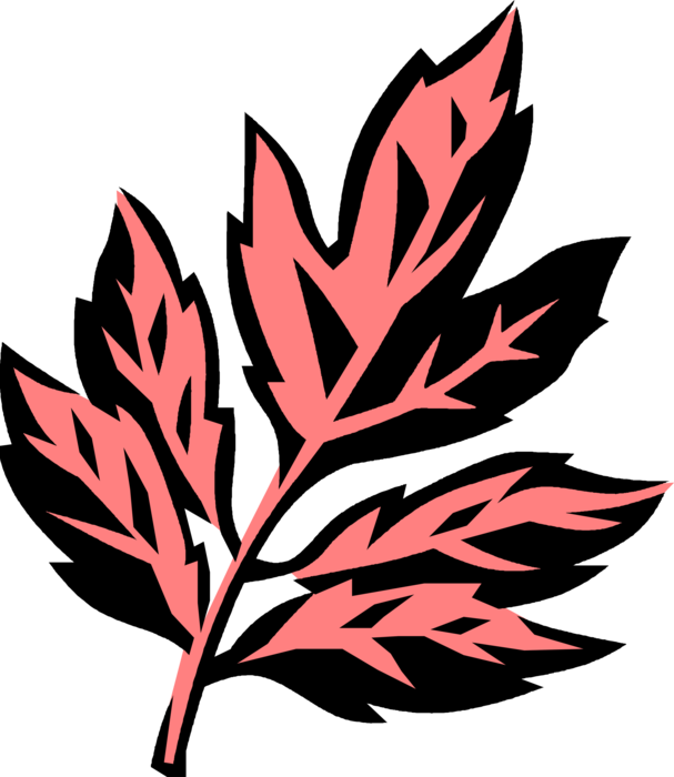 Vector Illustration of Box Elder Botanical Horticulture Plant Leaves