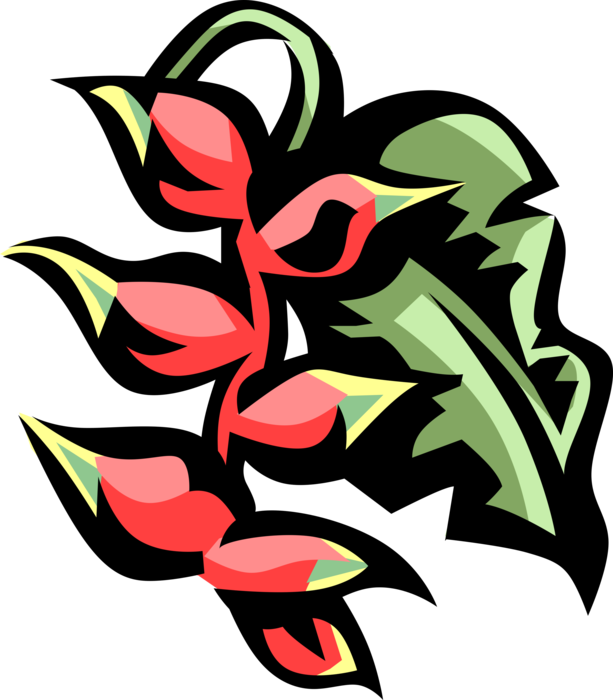 Vector Illustration of Parrot's Plantain False Bird-Of-Paradise Caribbean Perennial Ornamental Plant