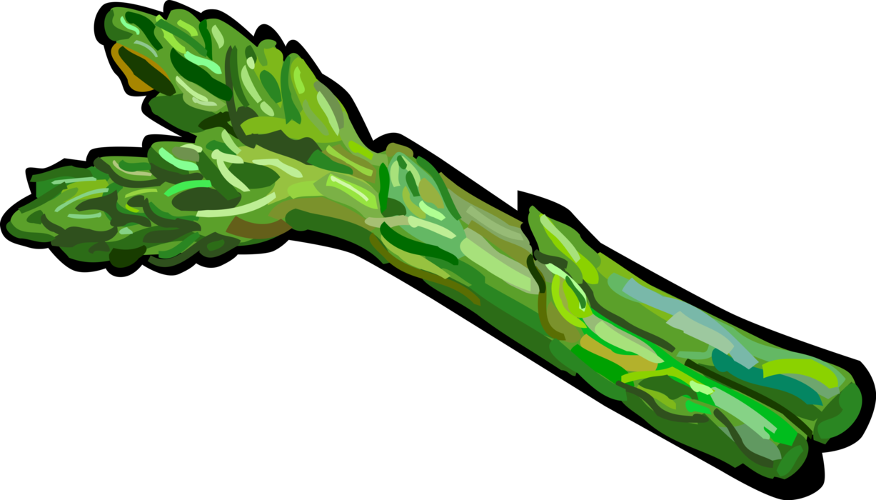 Vector Illustration of Vegetable Asparagus Spears