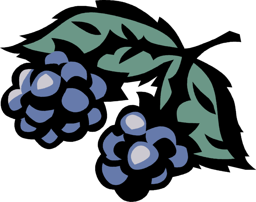 Vector Illustration of Wild Berries Fruit