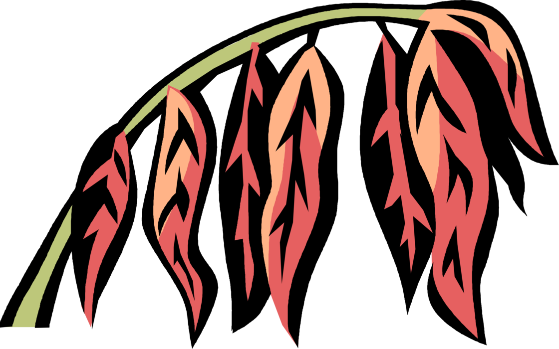 Vector Illustration of Sumac Flowering Plant used as Spive in Middle Eastern Cuisine 
