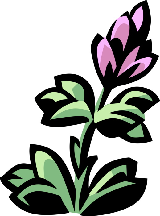 Vector Illustration of Lobelia Botanical Horticulture Flowering Plant