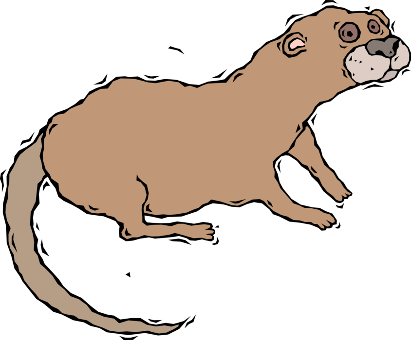 Vector Illustration of Muskrat Semiaquatic Rodent Animal