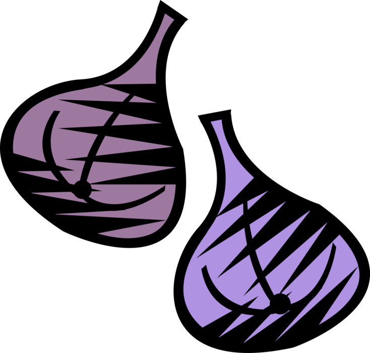 Vector Illustration of Common Fig Fruit