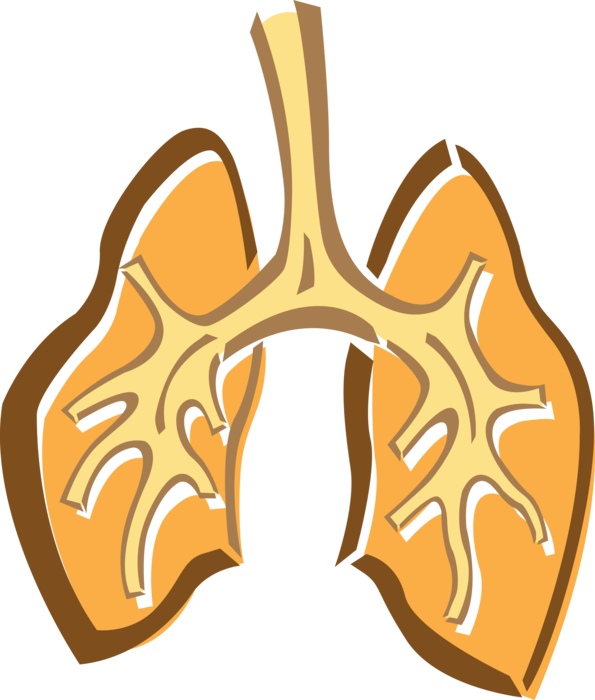 Vector Illustration of Human Lungs Primary Organs of Respiration and Breathing