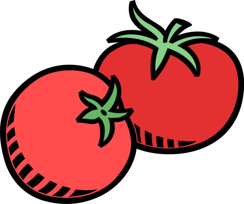 Vector Illustration of Garden Fresh Tomato Vegetables