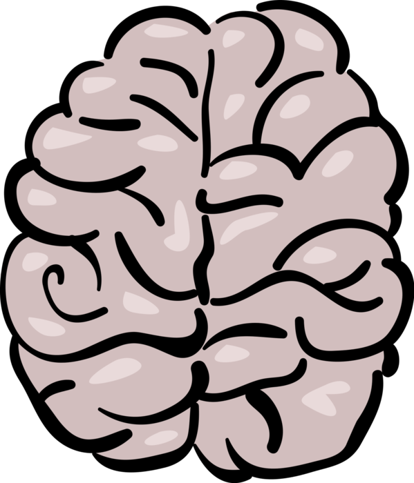 Vector Illustration of The Human Brain