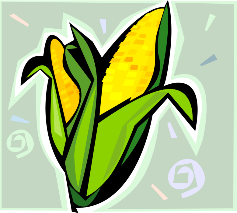 Vector Illustration of Sweet Corn on the Cob Grain Plant Corn Husk