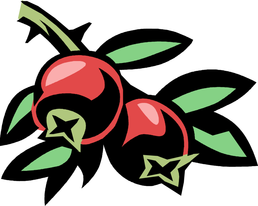 Vector Illustration of Cranberry Fruit Processed into Juice, Sauce, Jam