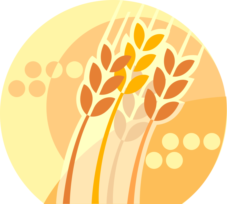 Vector Illustration of Wheat Grain of Cereal Grass Agricultural Crop