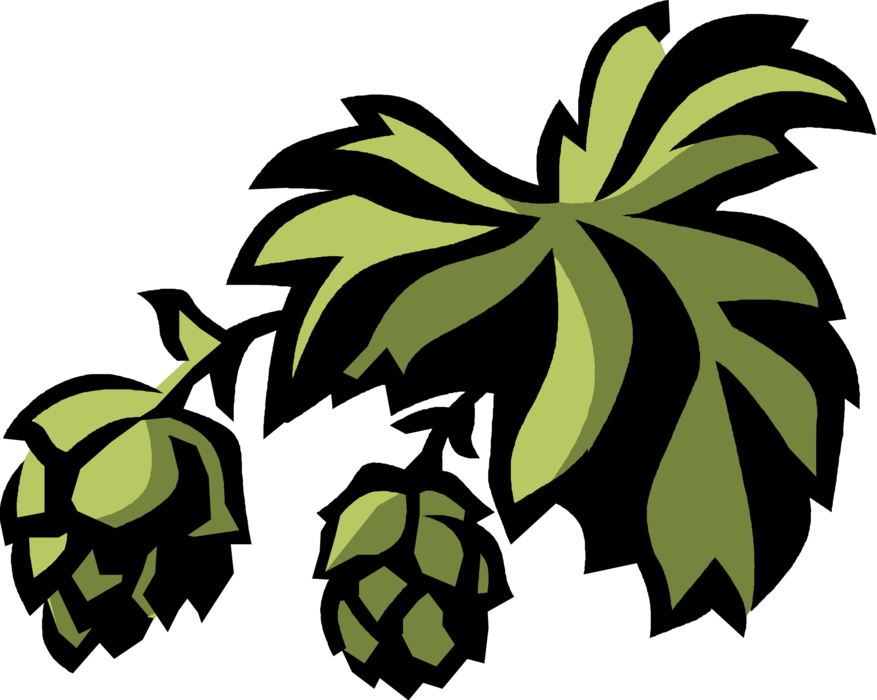 Vector Illustration of Hops Flowers used as Flavoring and Stability Agent in Beer