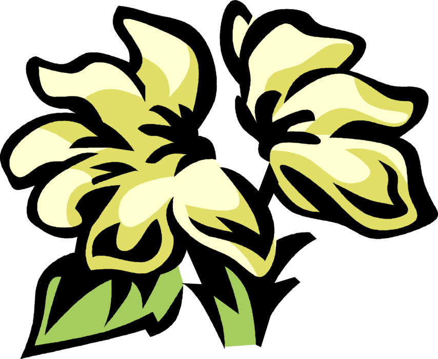 Vector Illustration of Crossandra Botanical Horticulture Flowering Plant with Brightly Colored Flowers