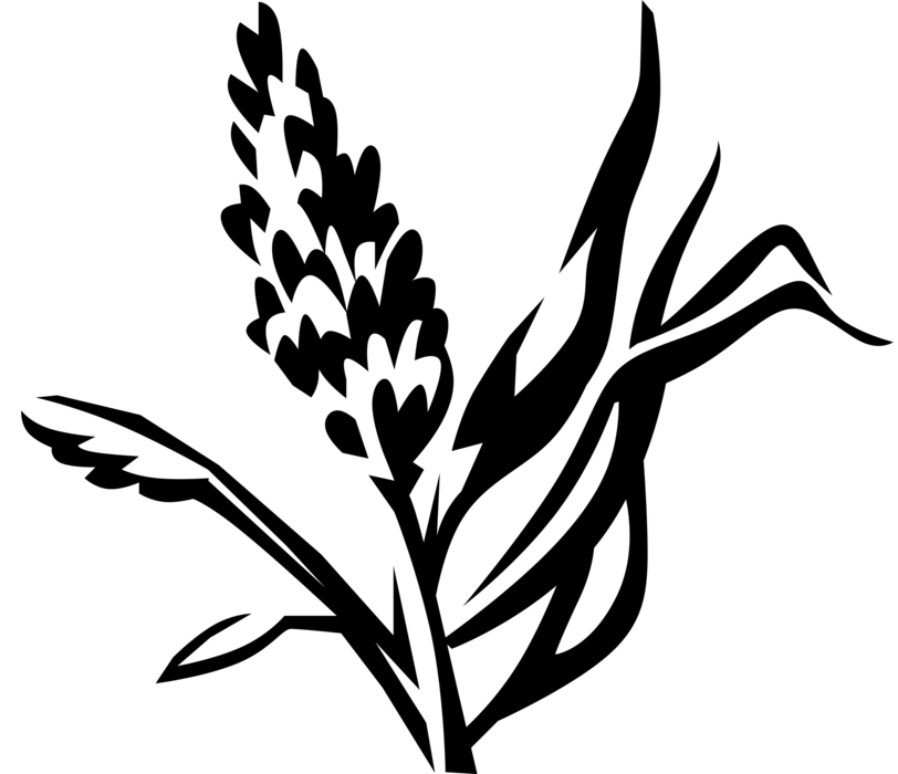 Vector Illustration of Wetlands Marsh Grass Botanical Horticulture Grass Family Plant