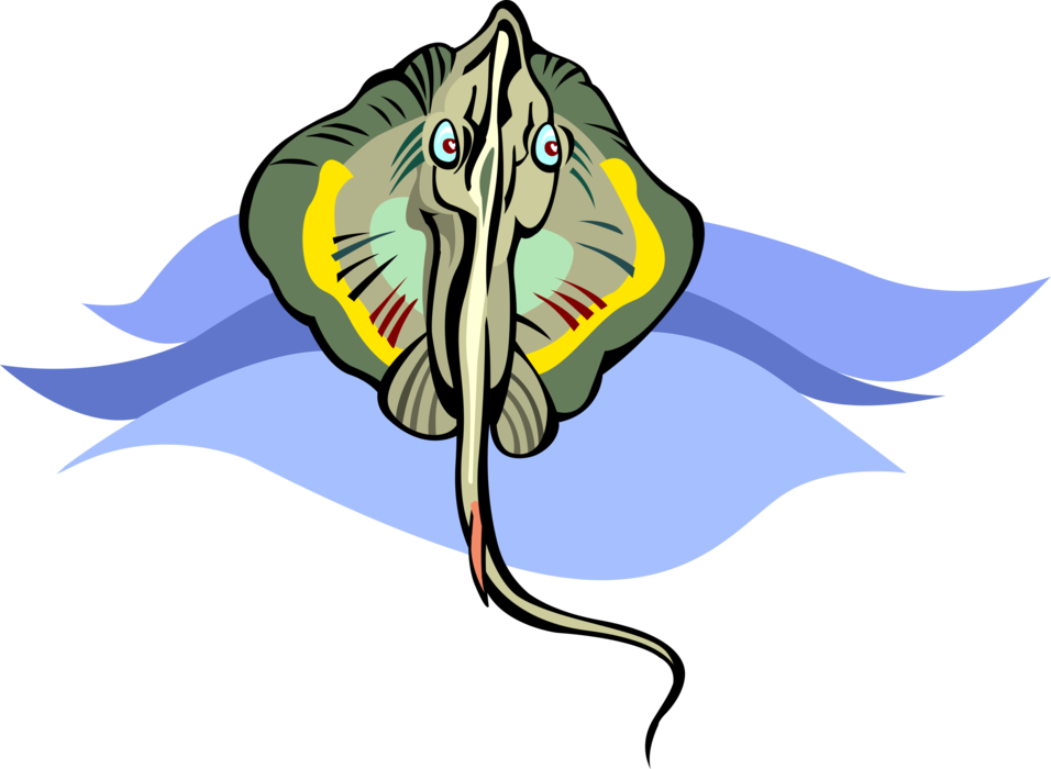 Vector Illustration of Flat-Bodied Batoid Ray Fish