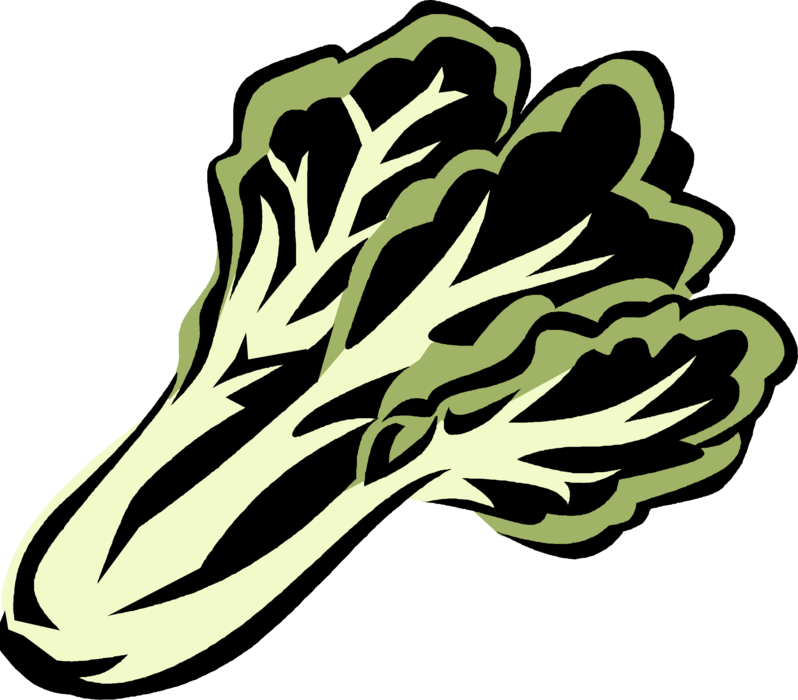Vector Illustration of Bok Choy Edible Chinese Cabbage