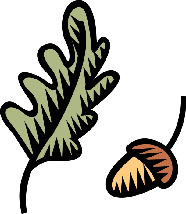 Vector Illustration of Acorn Seed Nut with Oak Leaf