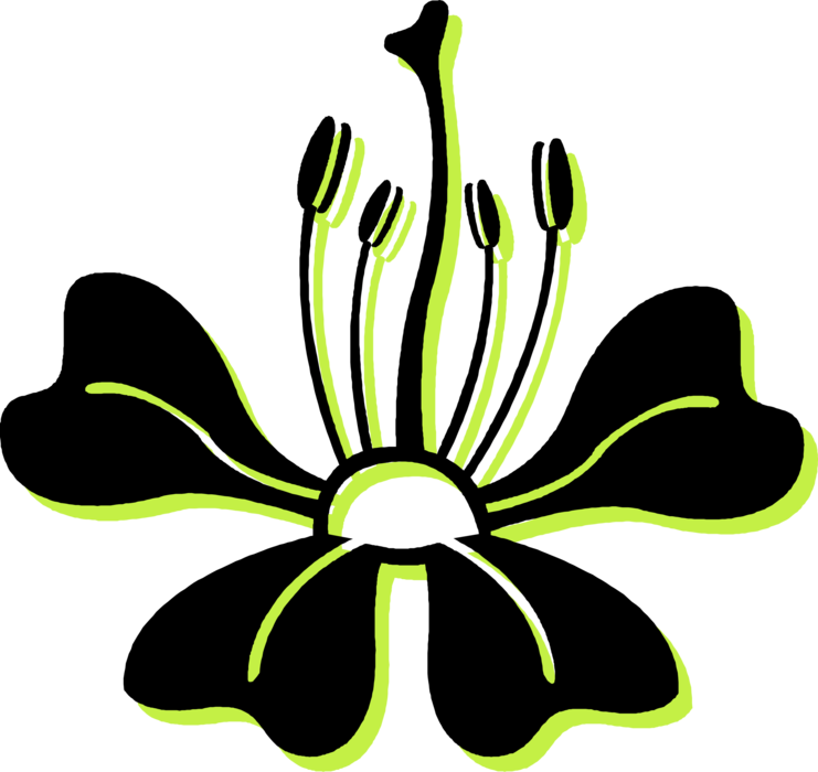 Vector Illustration of Botanical Horticulture Plant Floral Flower Blossom with Stamen Anthers