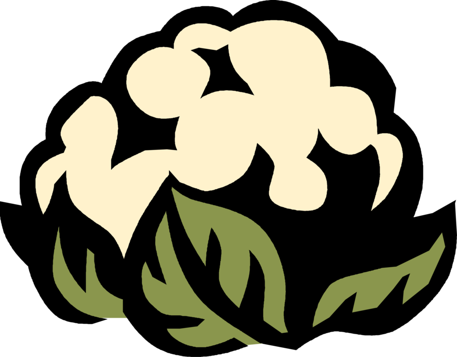 Vector Illustration of Edible Vegetable Head of Cauliflower