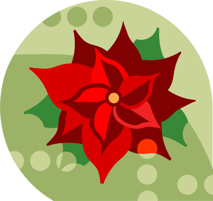 Vector Illustration of Poinsettia Traditional Christmas Flowering Plant with Red and Green Foliage