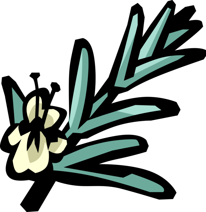 Vector Illustration of Rosemary Aromatic Perennial Herb used as Seasoning and in Medicine and Perfume