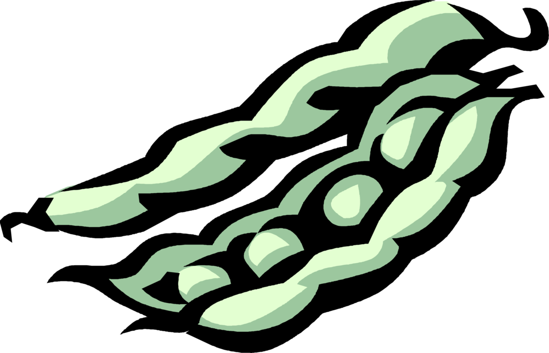 Vector Illustration of Fava Bean Broad Bean Source of Dietary Fiber, Protein