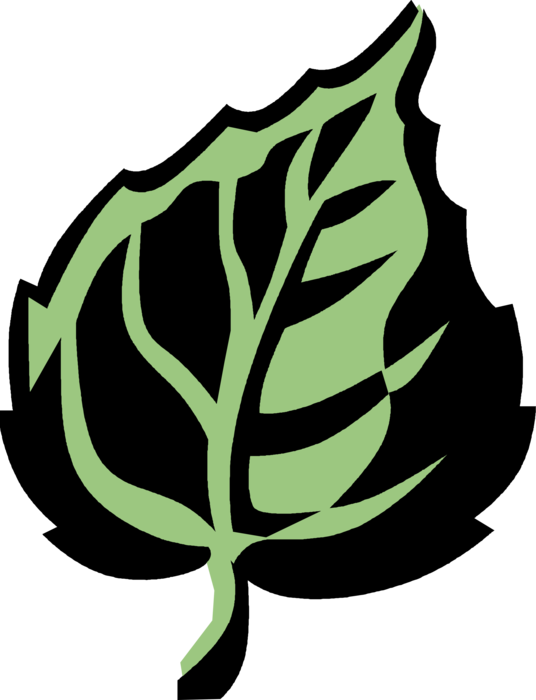 Vector Illustration of Poplar Deciduous Tree Vascular Botanical Horticulture Plant Foliage Leaf