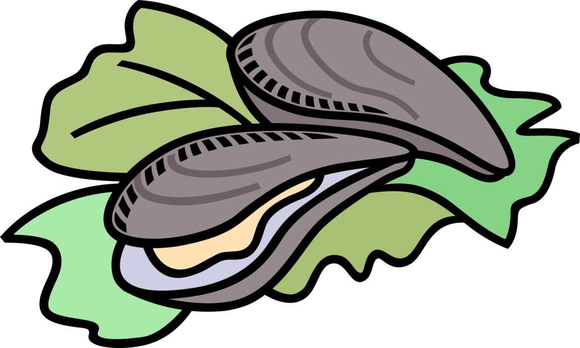 Vector Illustration of Marine Bivalve Mollusk Shellfish Oysters or Clams Seafood