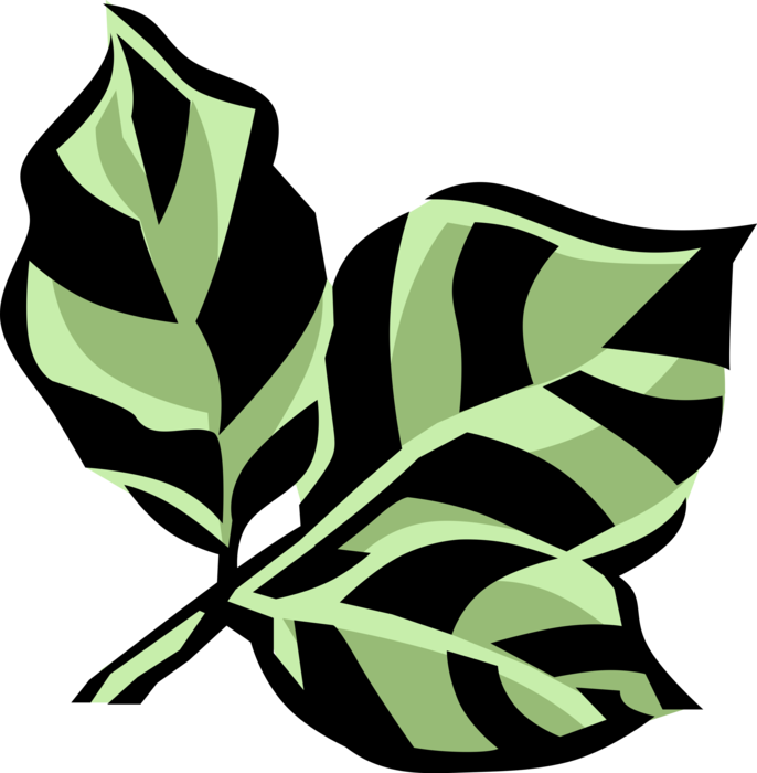 Vector Illustration of Anacua Botanical Horticulture Tree Leaves