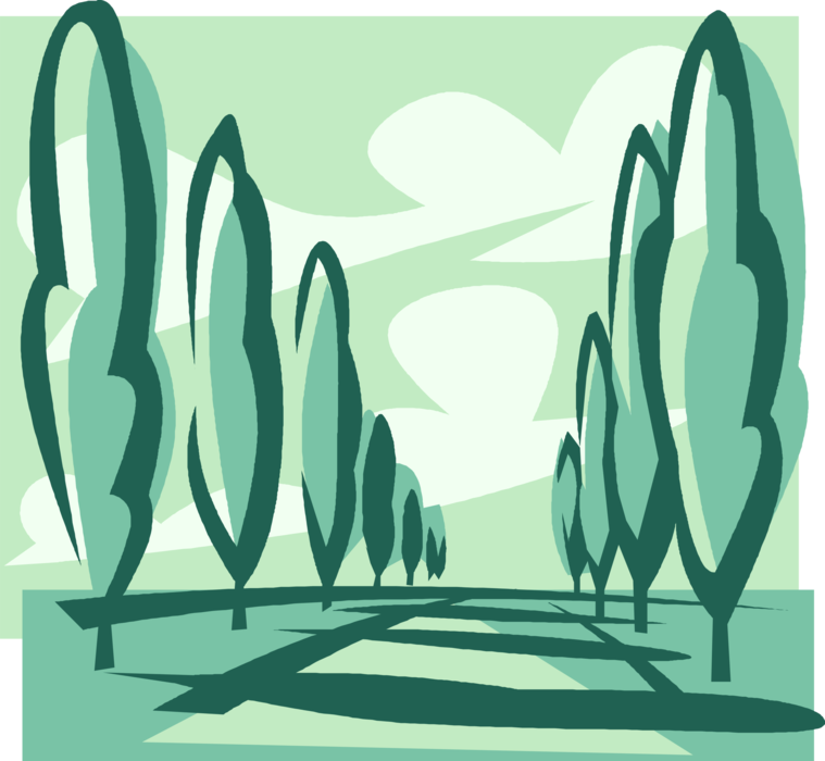 Vector Illustration of Tall Italian Cypress Trees Lining Road