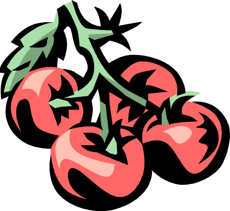 Vector Illustration of Cherry Tomato Botanical Cultivar Small Fruited Tomato Plant