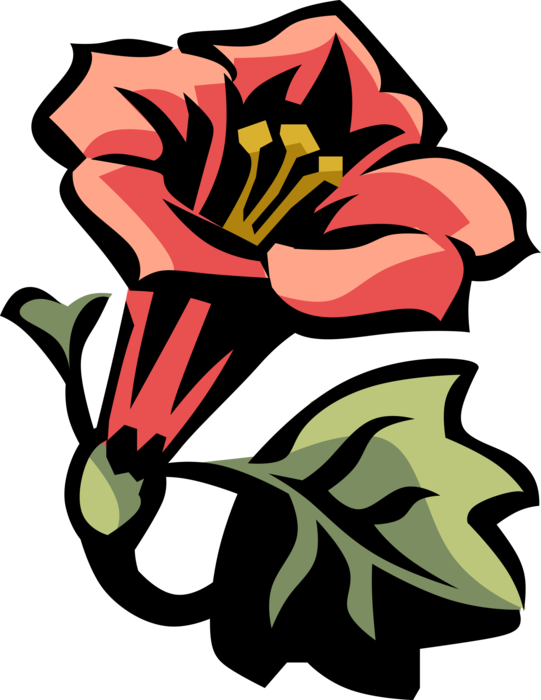 Vector Illustration of Cardinal Climber Botanical Horticulture Flowering Plant
