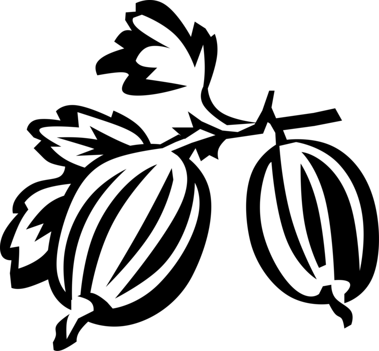 Vector Illustration of Edible Fruit Gooseberries