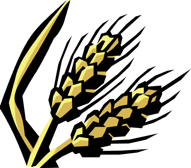 Vector Illustration of Wheat Grain Cereal Grass Agricultural Crop